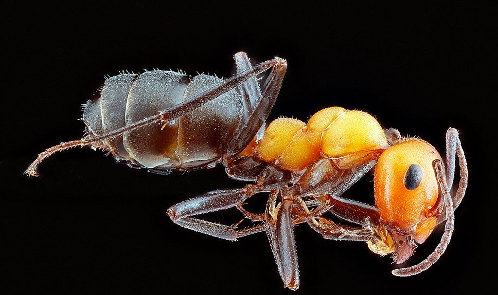 Ant Control service in Levittown, PA