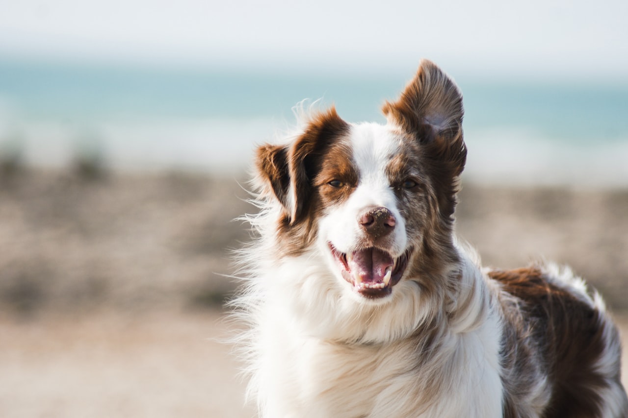Flea & Tick Control service in Levittown, PA