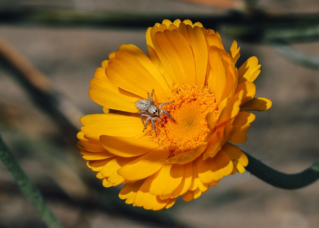 Spider Control service in Levittown, PA